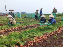 Toàn tỉnh gieo trồng gần 1000ha cà rốt, tăng gấp 2 lần cùng kỳ năm trước